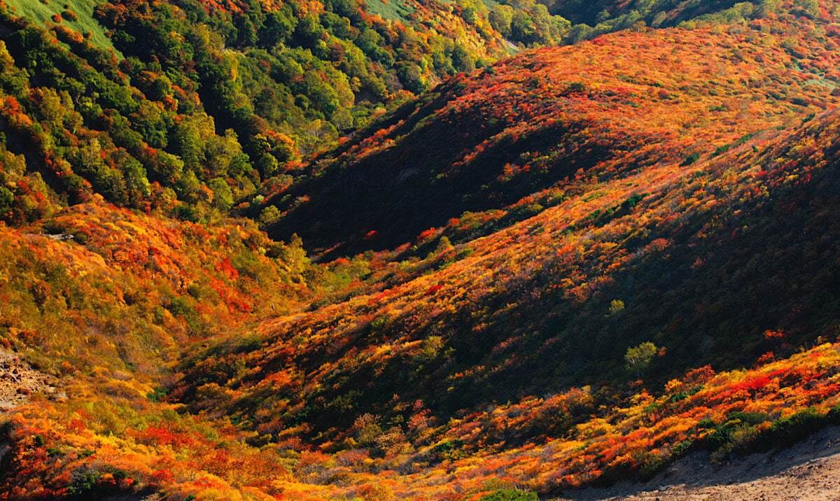 月子の「もうすぐ満月ですよ」紅葉を狩る