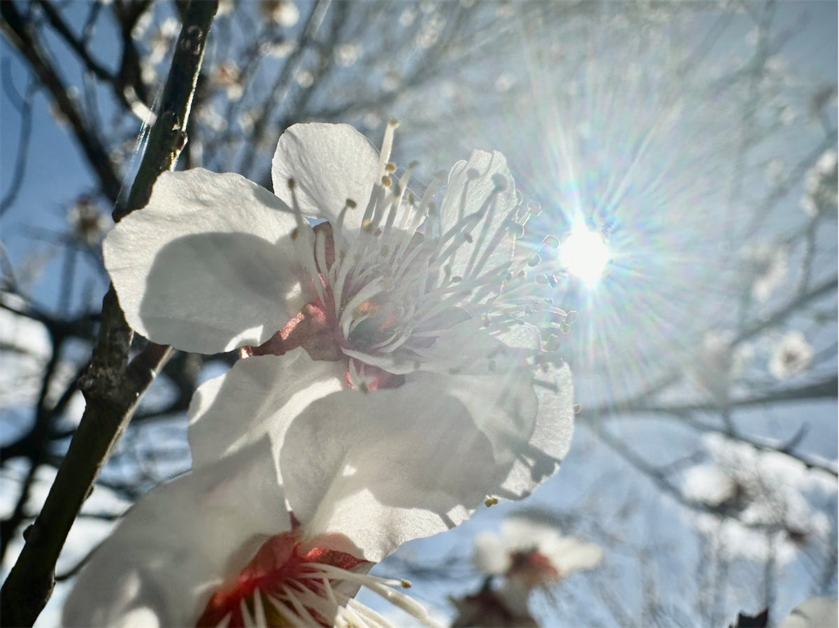 月子の「もうすぐ満月ですよ」春の始まり