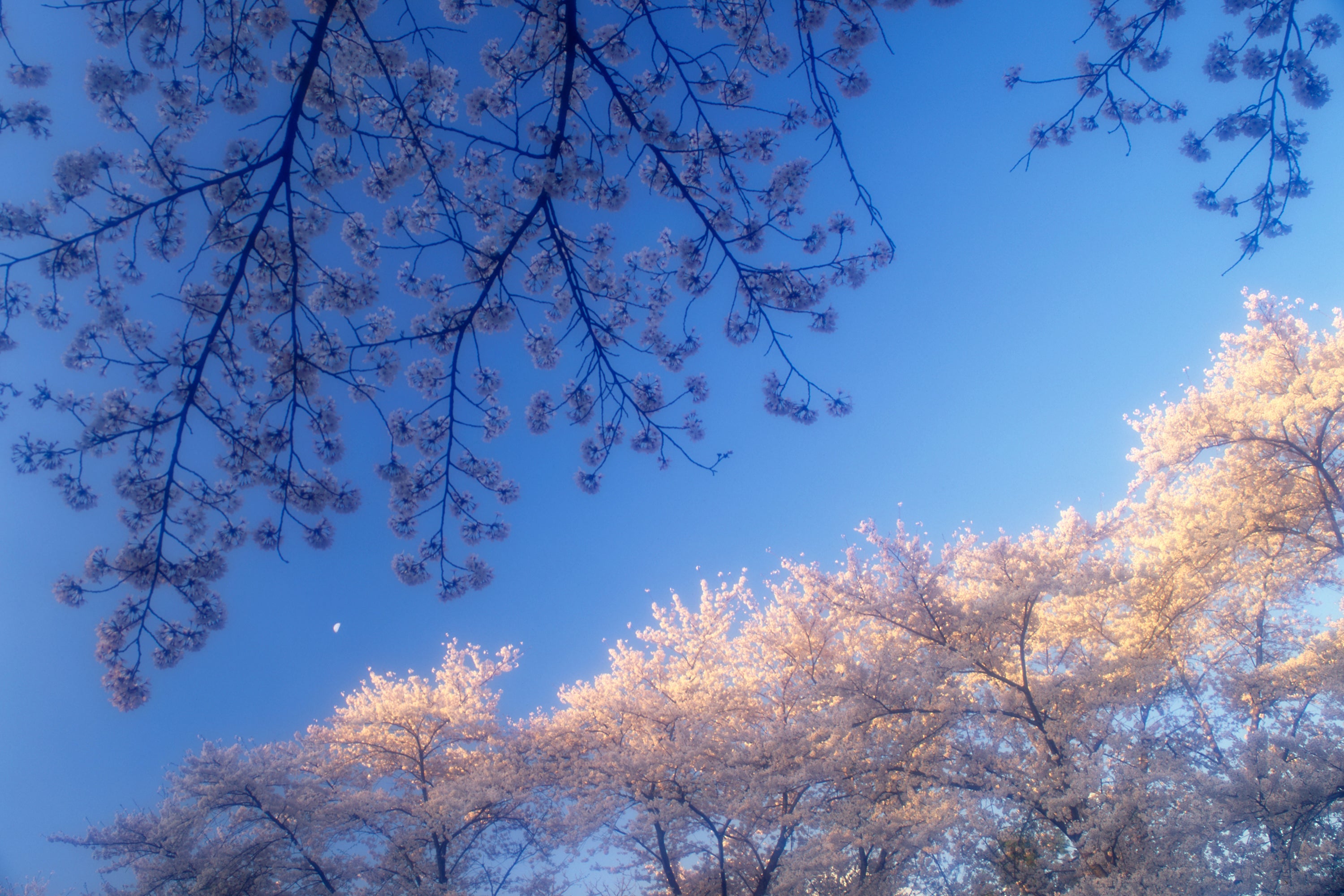 月子の「もうすぐ満月ですよ」青い星の瞳