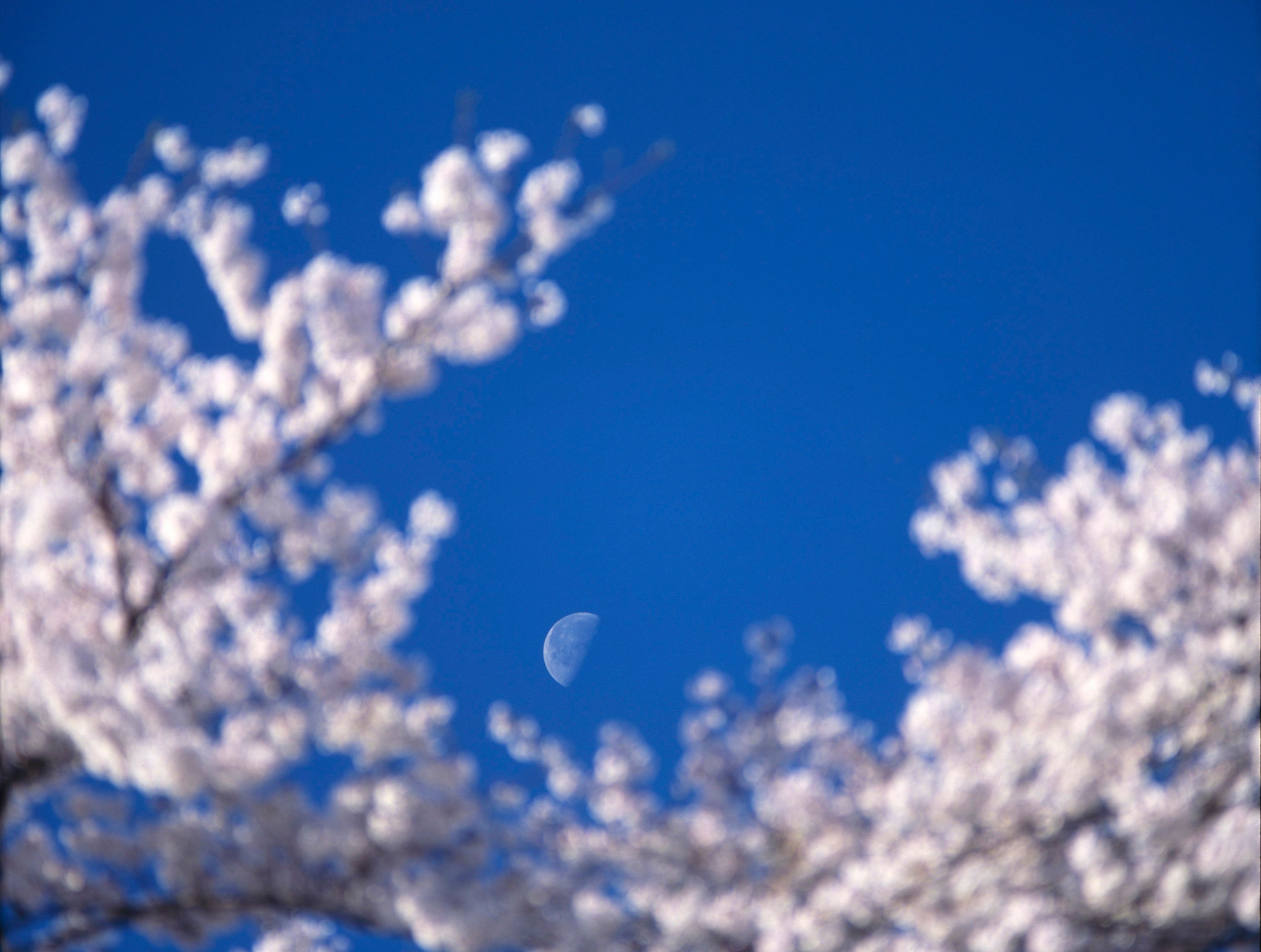 TSUKICO|月子オンラインストアにおける送料無料について