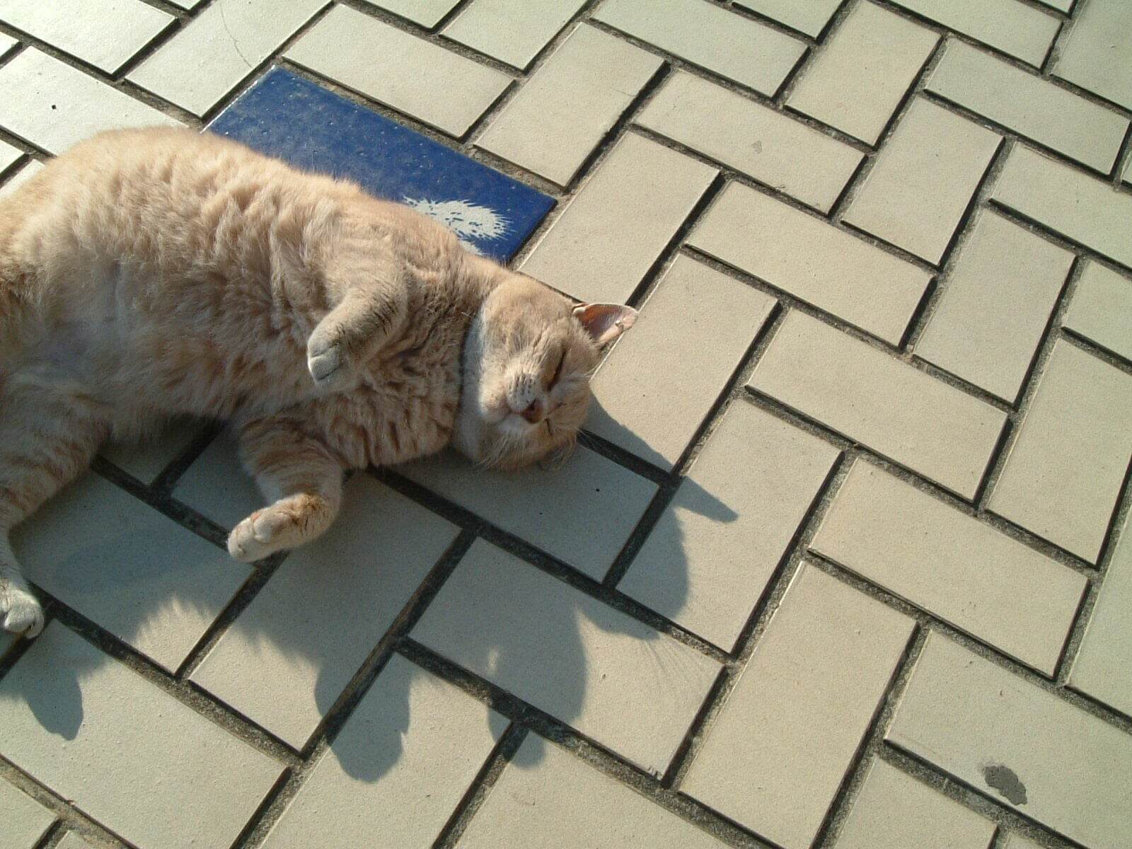 月子の「もうすぐ満月ですよ」満月の日に気をつけること