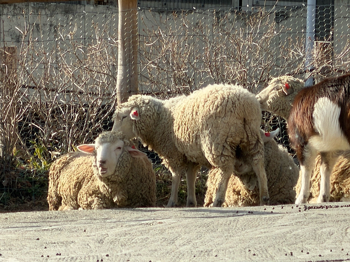 月子の「もうすぐ満月ですよ」ふわふわ、ぬくぬく、しあわせに