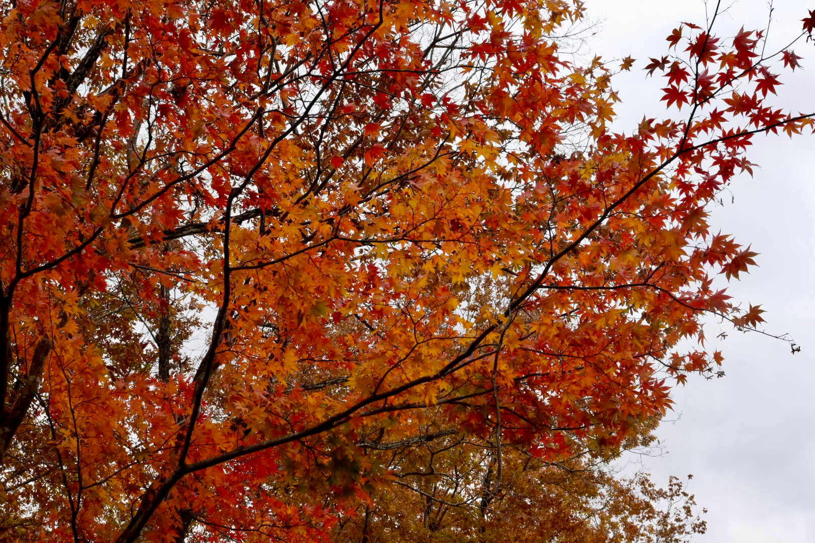 月子取り扱い店舗について