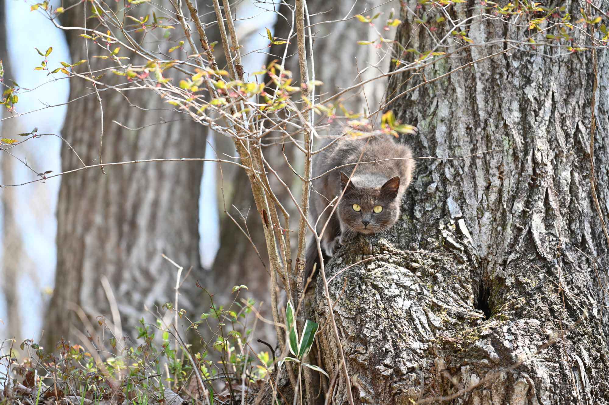 月子の「もうすぐ満月ですよ」猫と月