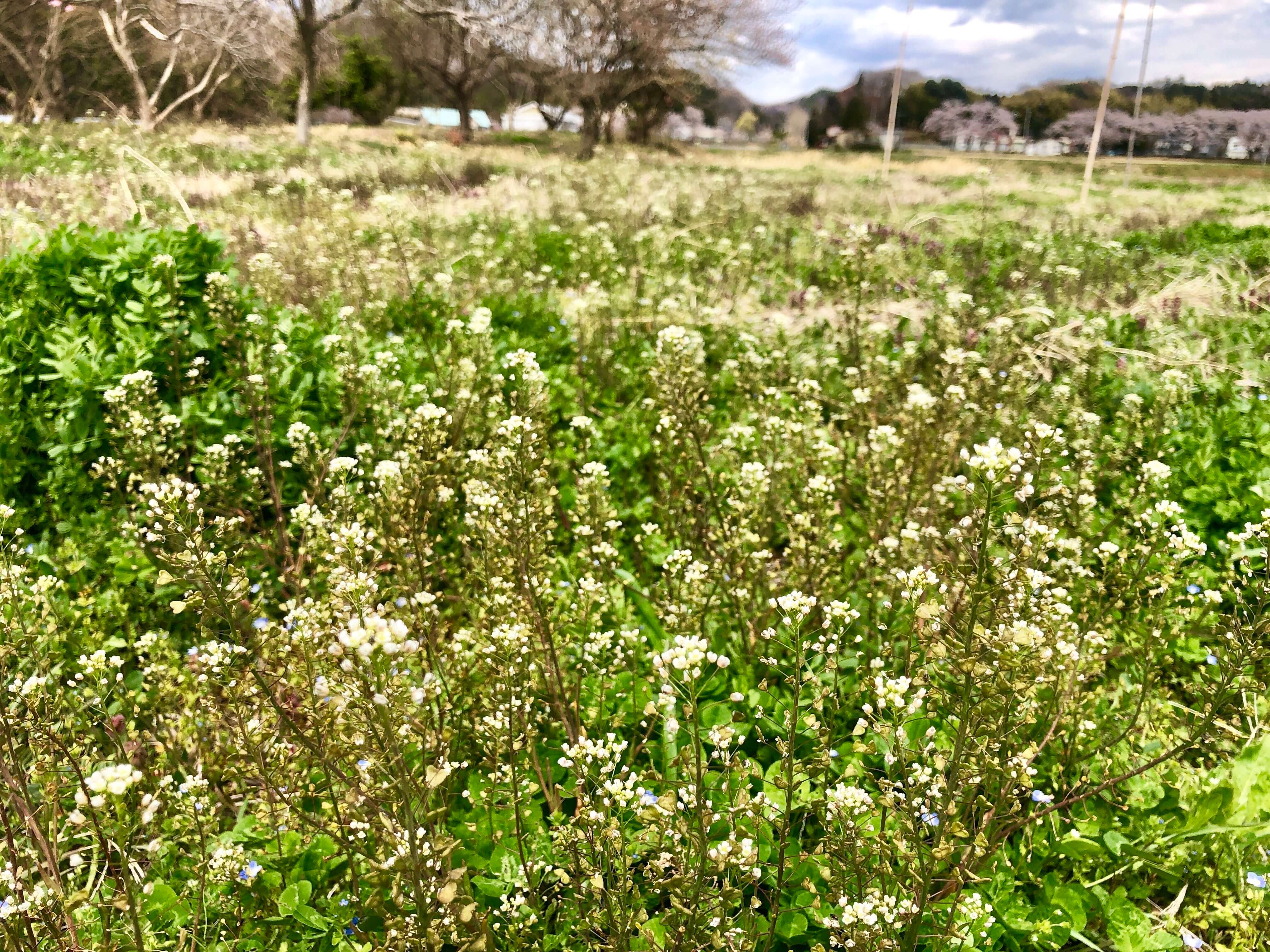 2022年3月 月子の「もうすぐ満月ですよ」野の花の花言葉