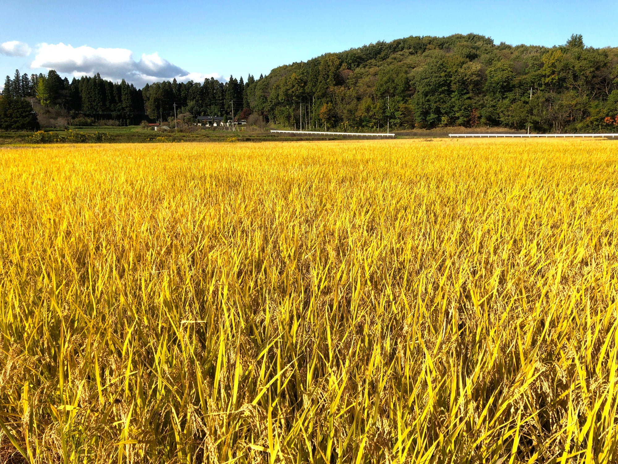 月子の「もうすぐ満月ですよ」満月うさぎに願いを