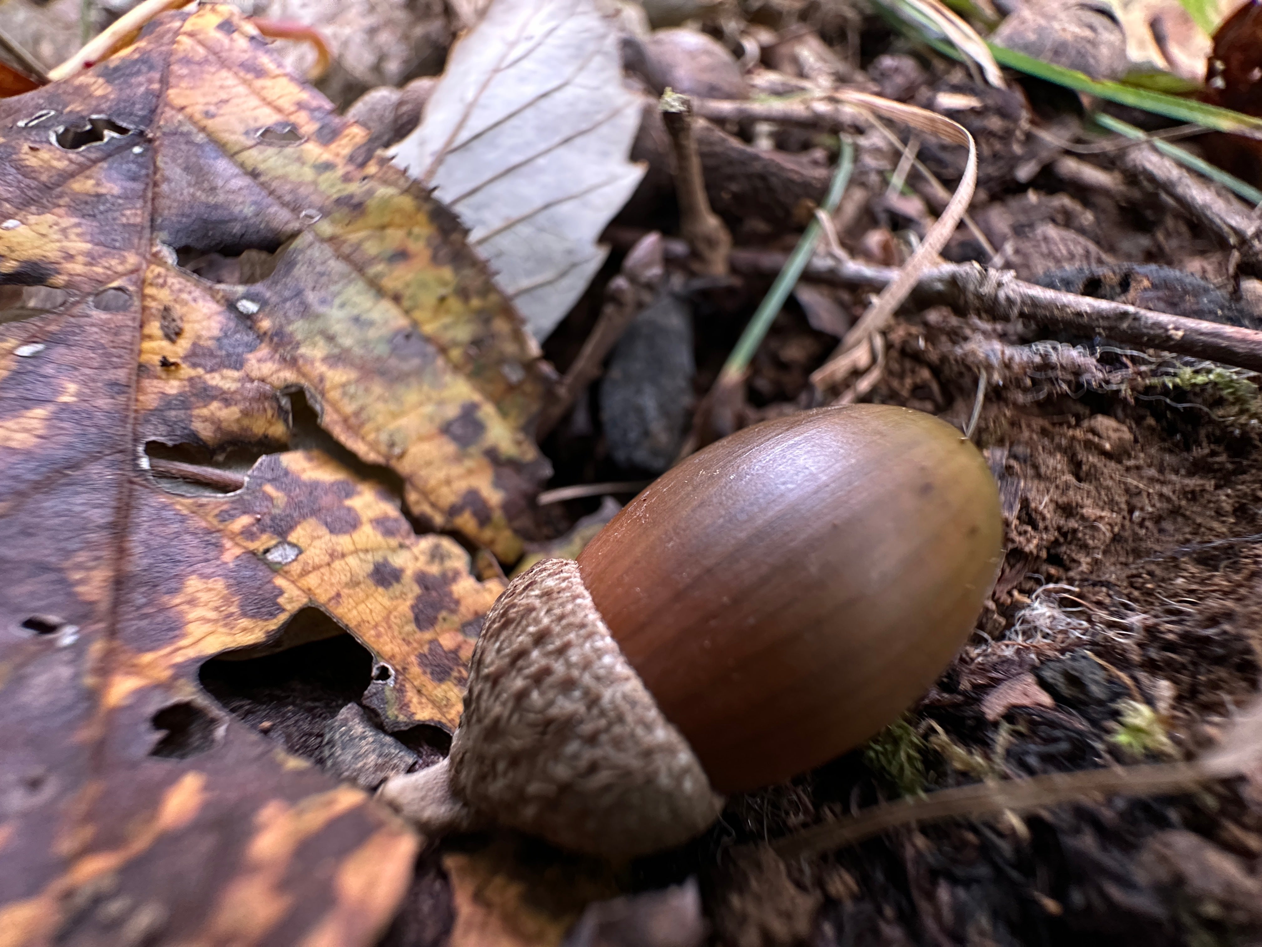 月子の「もうすぐ満月ですよ」 どんぐり問題