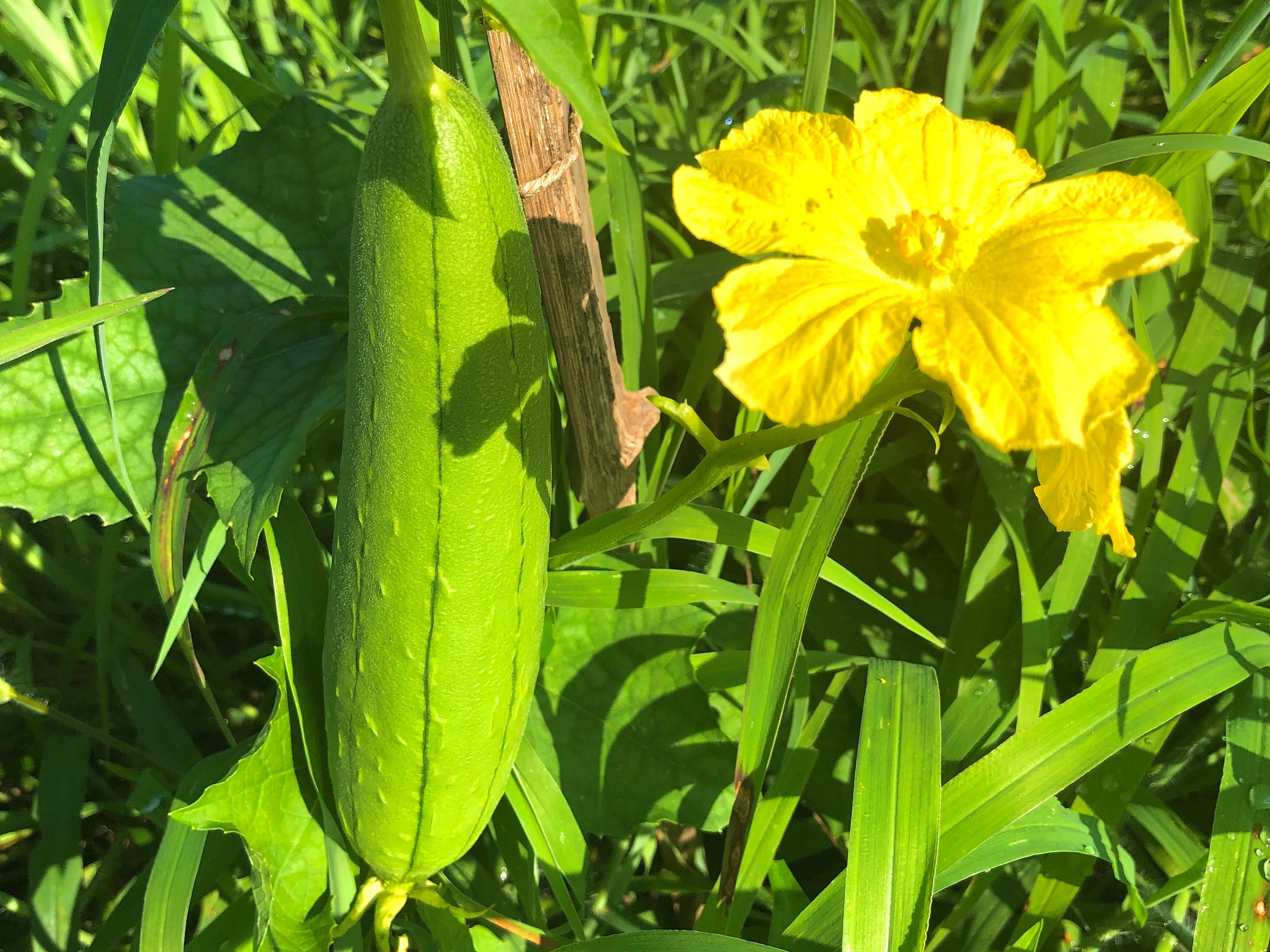 月子の「もうすぐ満月ですよ」赤トンボ