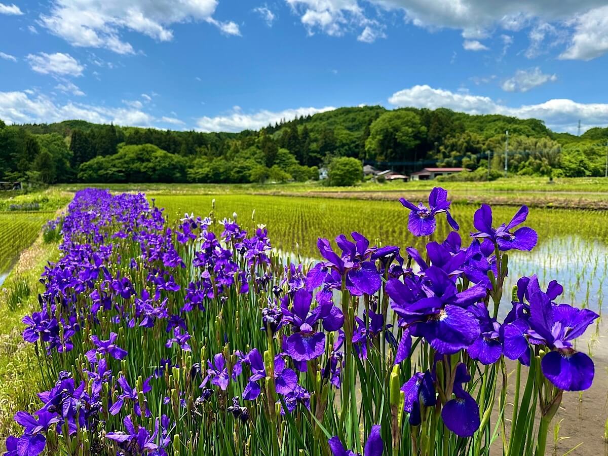 月子の「もうすぐ満月ですよ」梅雨から夏のお茶