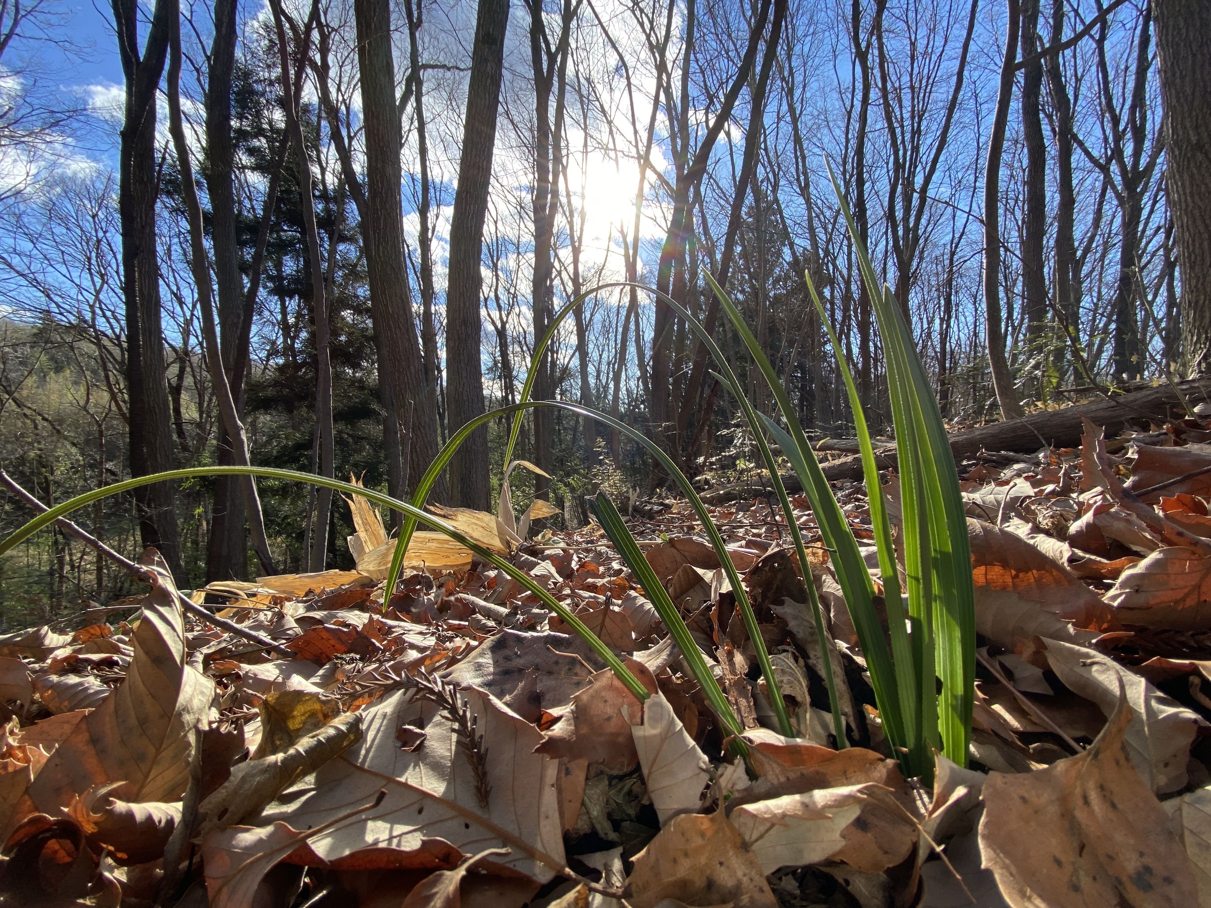 月子の「もうすぐ満月ですよ」早春の森へ
