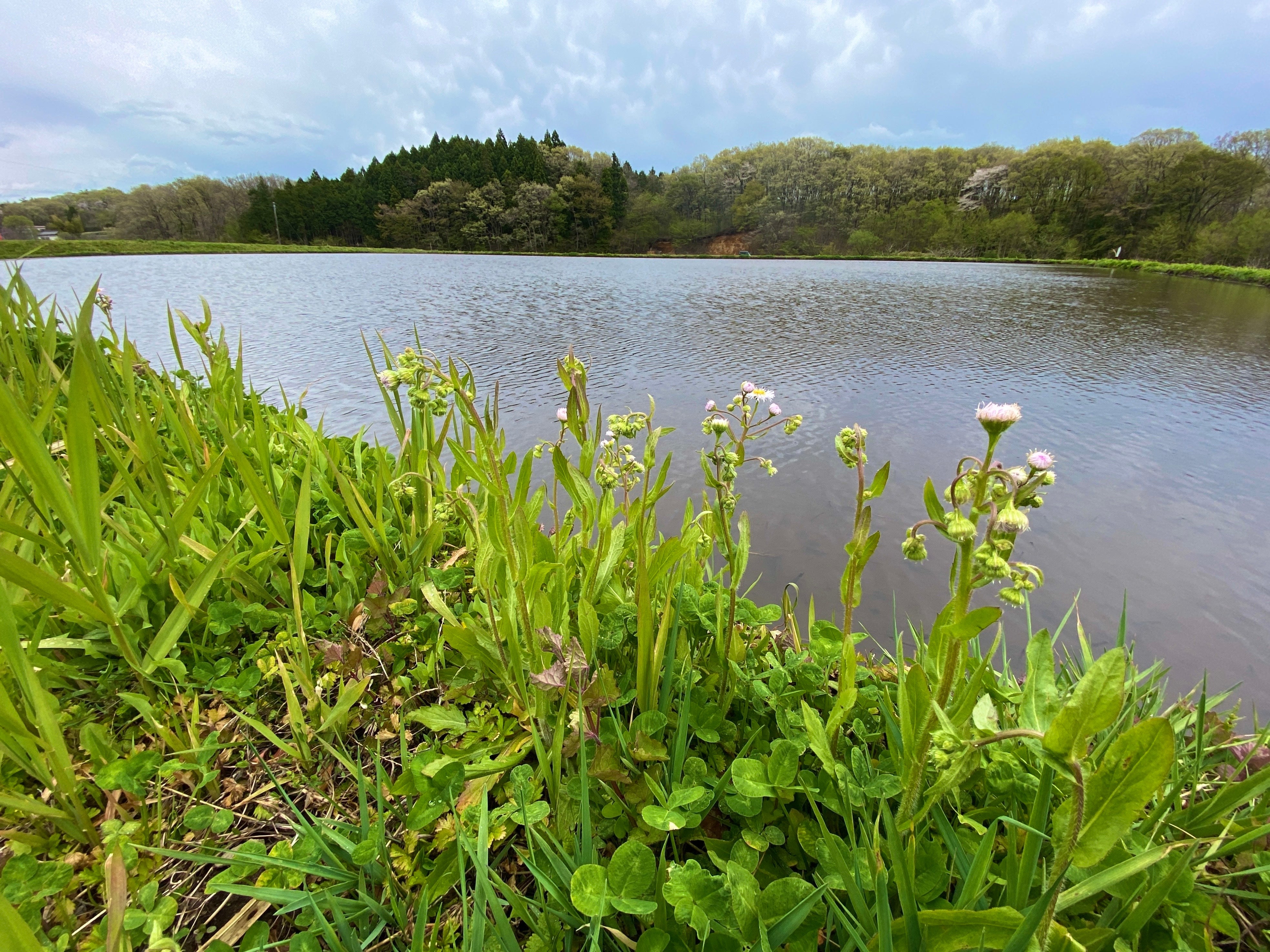 月子の「もうすぐ満月ですよ」ムーンガーデニング