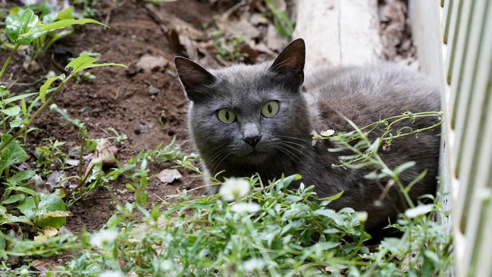 2022年4月 月子の「もうすぐ満月ですよ」猫の恋