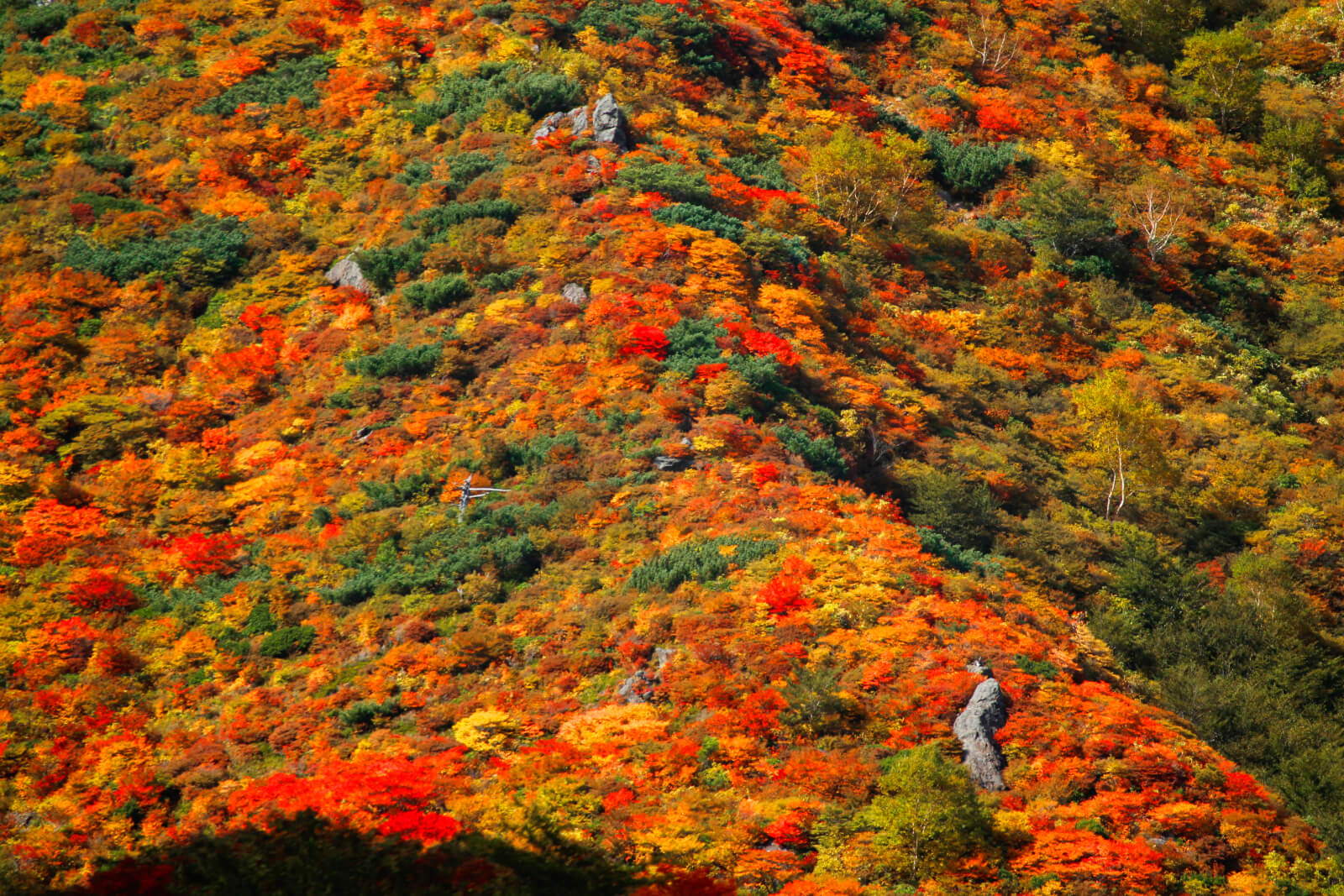 月子の「もうすぐ満月ですよ」皆既月食に思うこと