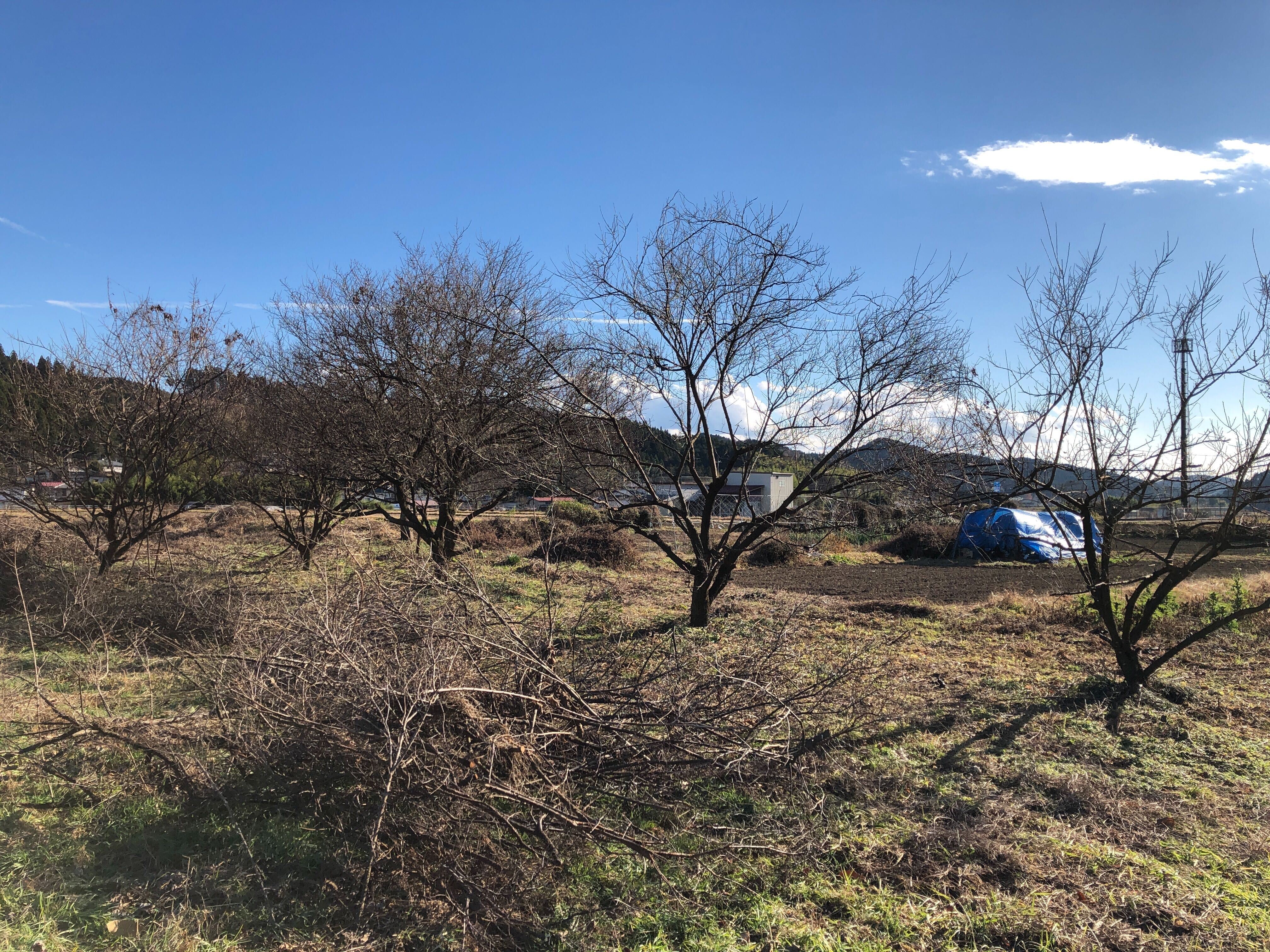 月子の「もうすぐ満月ですよ」神土の春を思いながら