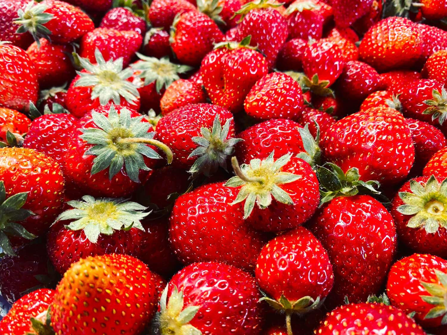 月子の「もうすぐ満月ですよ」ストロベリームーン