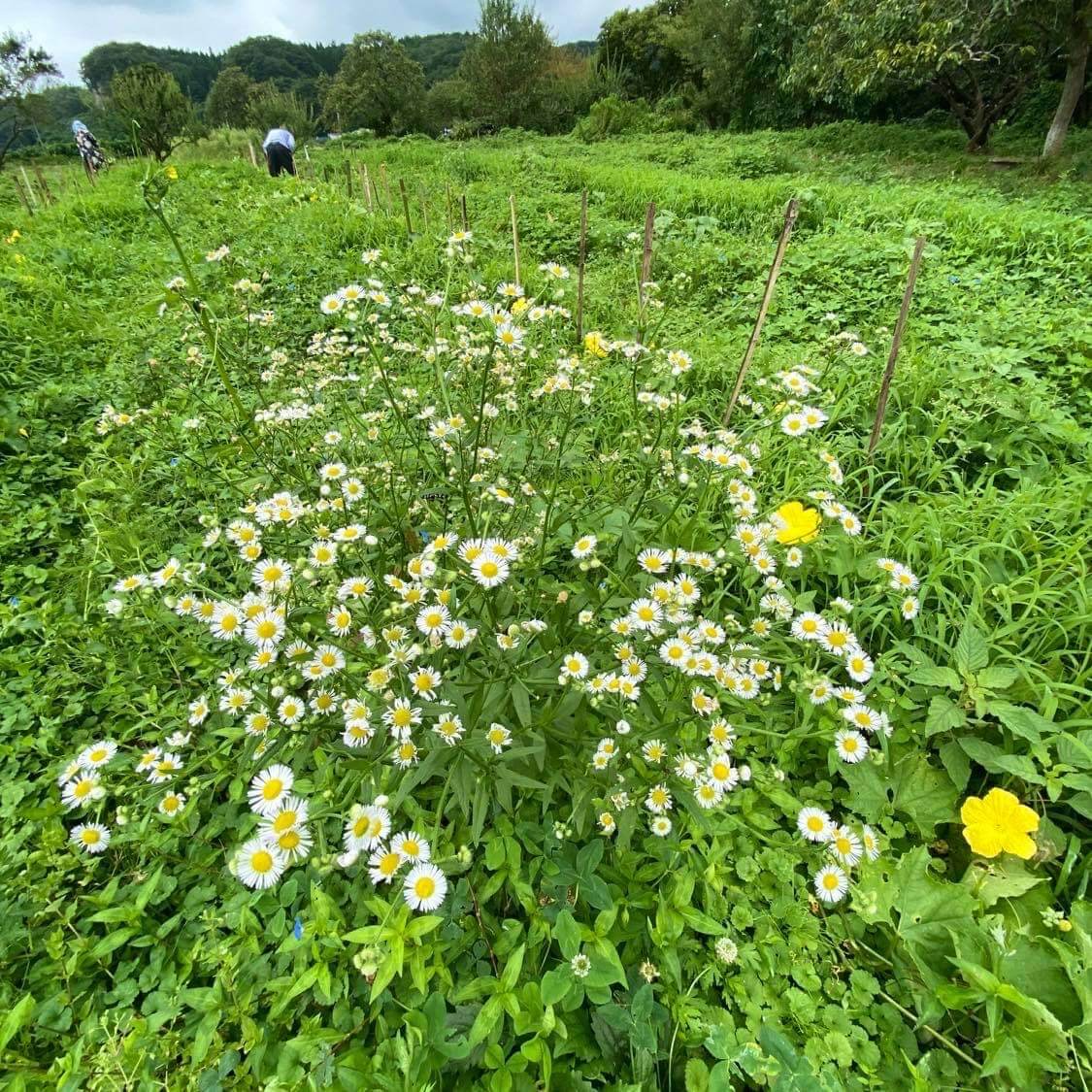 月子の「もうすぐ満月ですよ」和薄荷のこと