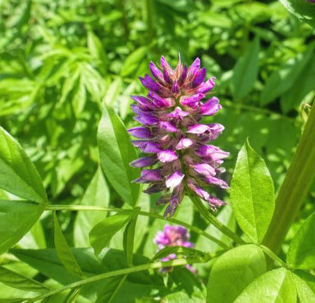 【クリスマス特別感謝セール中】月子 多機能満月ジェル