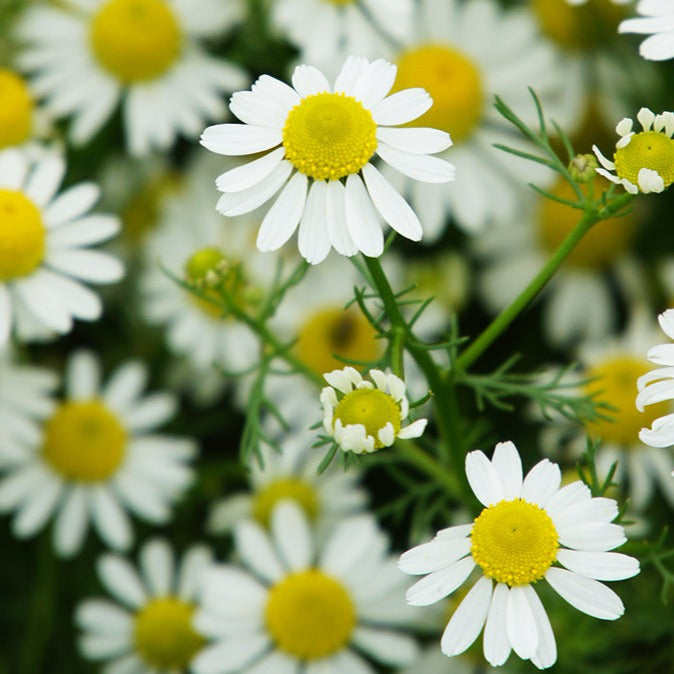 【クリスマス特別感謝セール中】月子 多機能満月ジェル