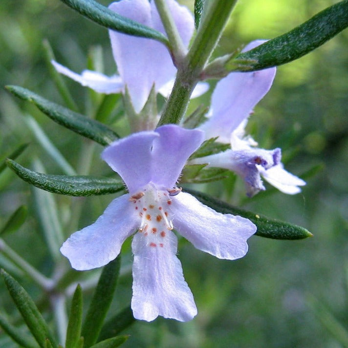 【クリスマス特別感謝セール中】月子 多機能満月ジェル