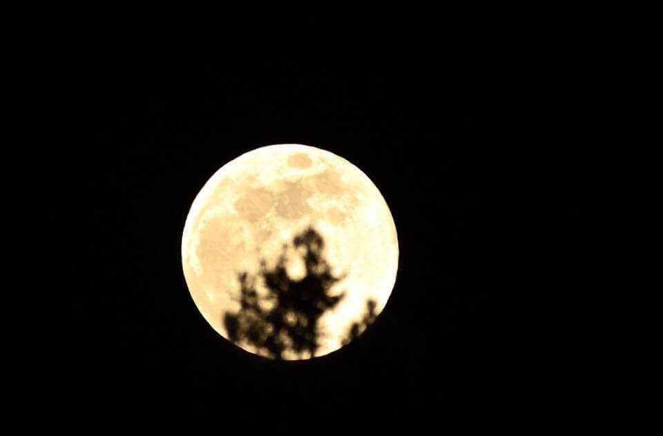 月子の「もうすぐ満月ですよ」スーパームーンと和薄荷