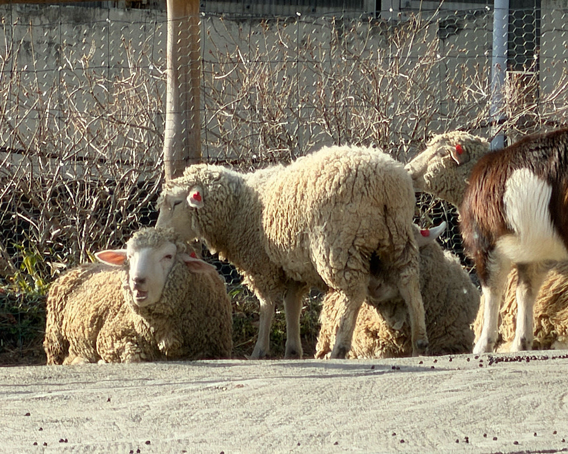 月子の「もうすぐ満月ですよ」ふわふわ、ぬくぬく、しあわせに