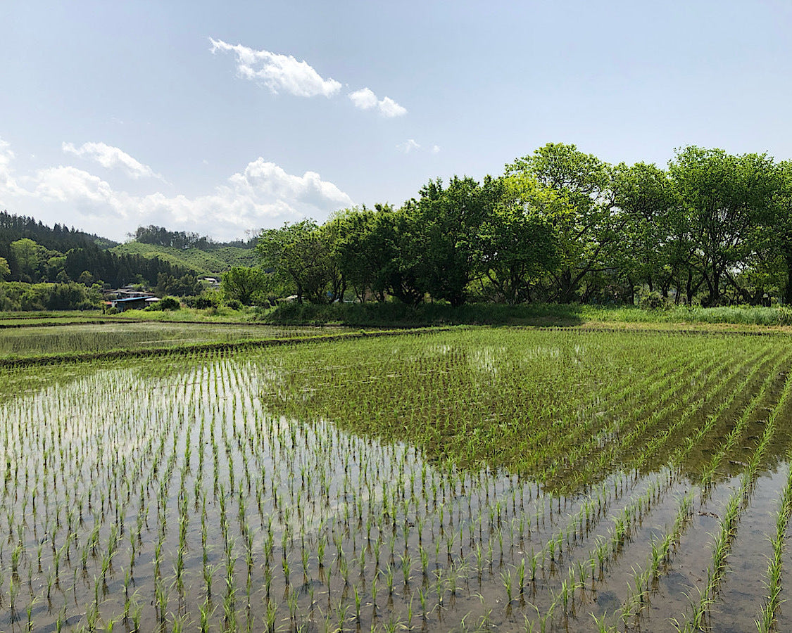 月子の「もうすぐ満月ですよ」風光る季節です