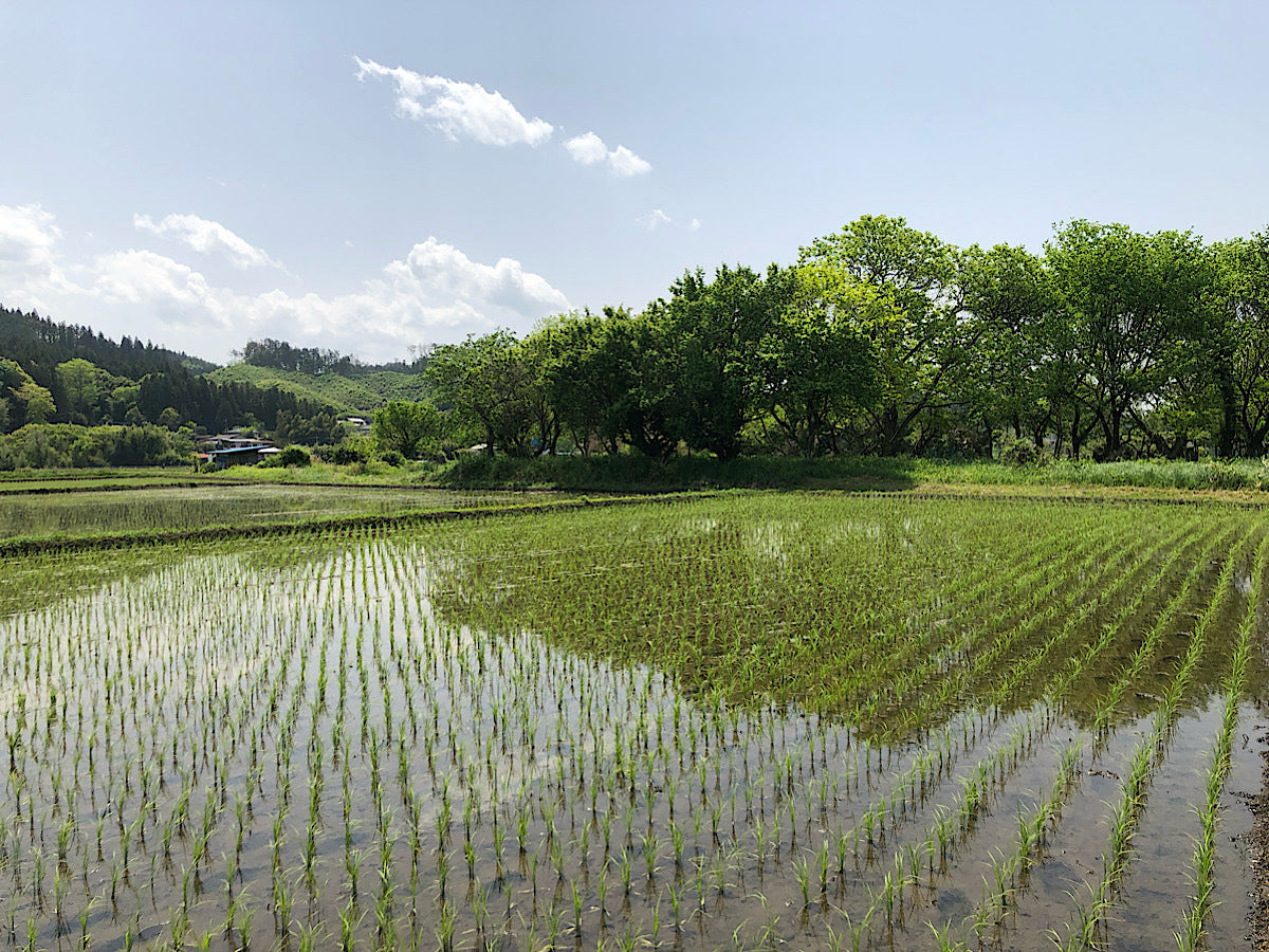 月子の「もうすぐ満月ですよ」風光る季節です