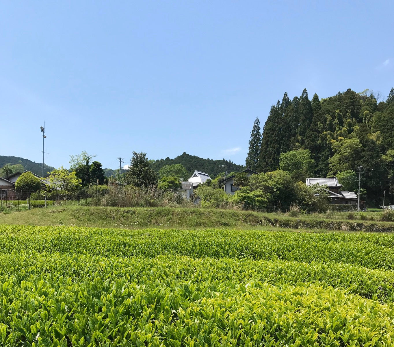 【新商品】無農薬日本茶｜美杉茶の取り扱いが始まりました。
