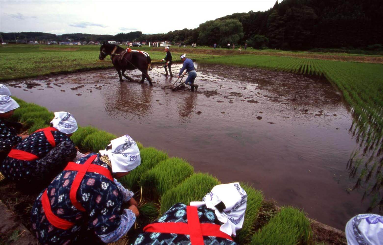 月子の「もうすぐ満月ですよ」田植えの頃