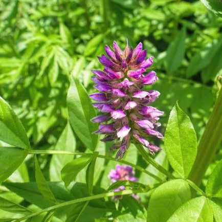 【クリスマス特別感謝セール中】月子 多機能満月ジェル