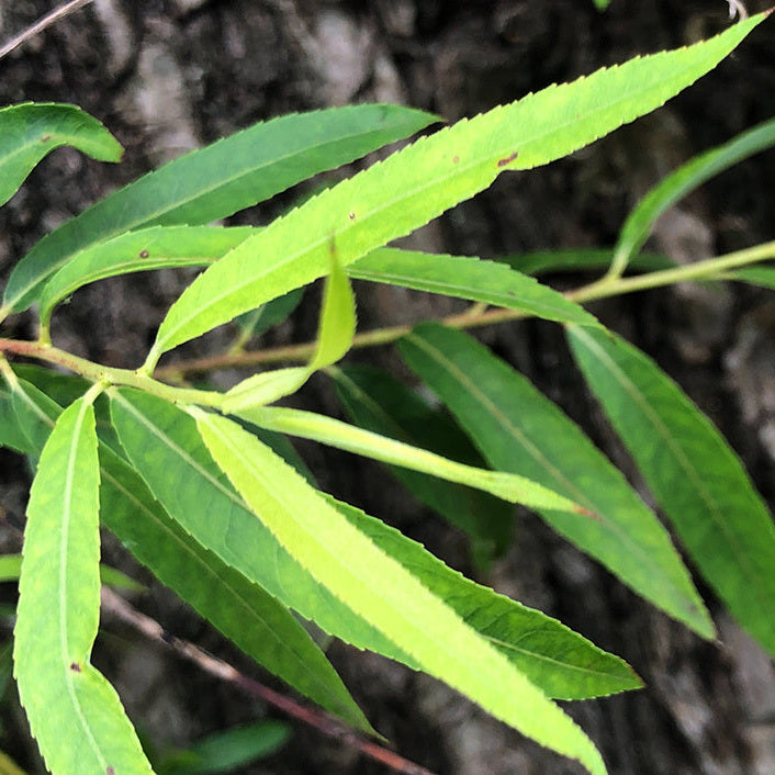 TSUKICO｜月子 美容液満月マスク