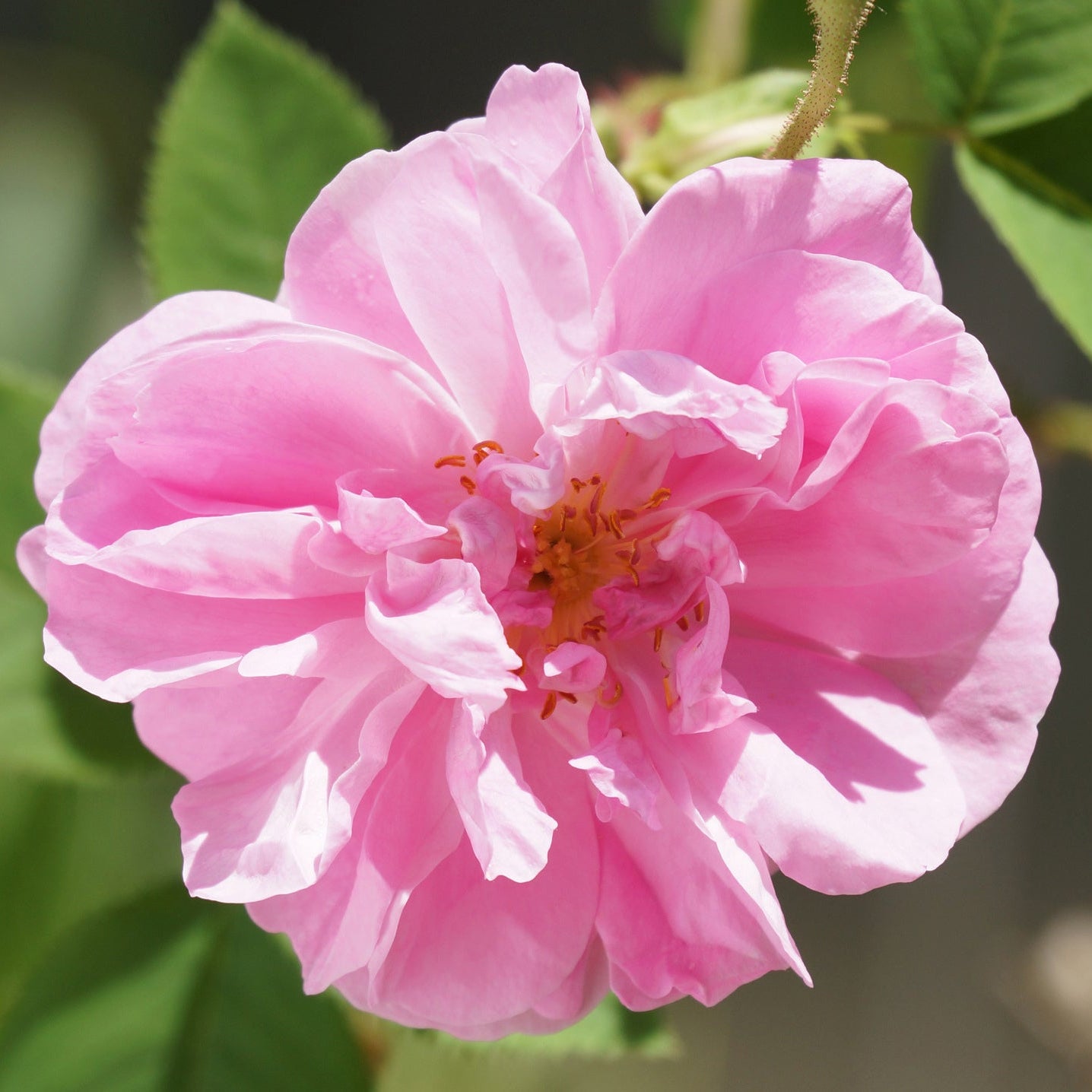 TSUKICO｜月子 美容液満月マスク