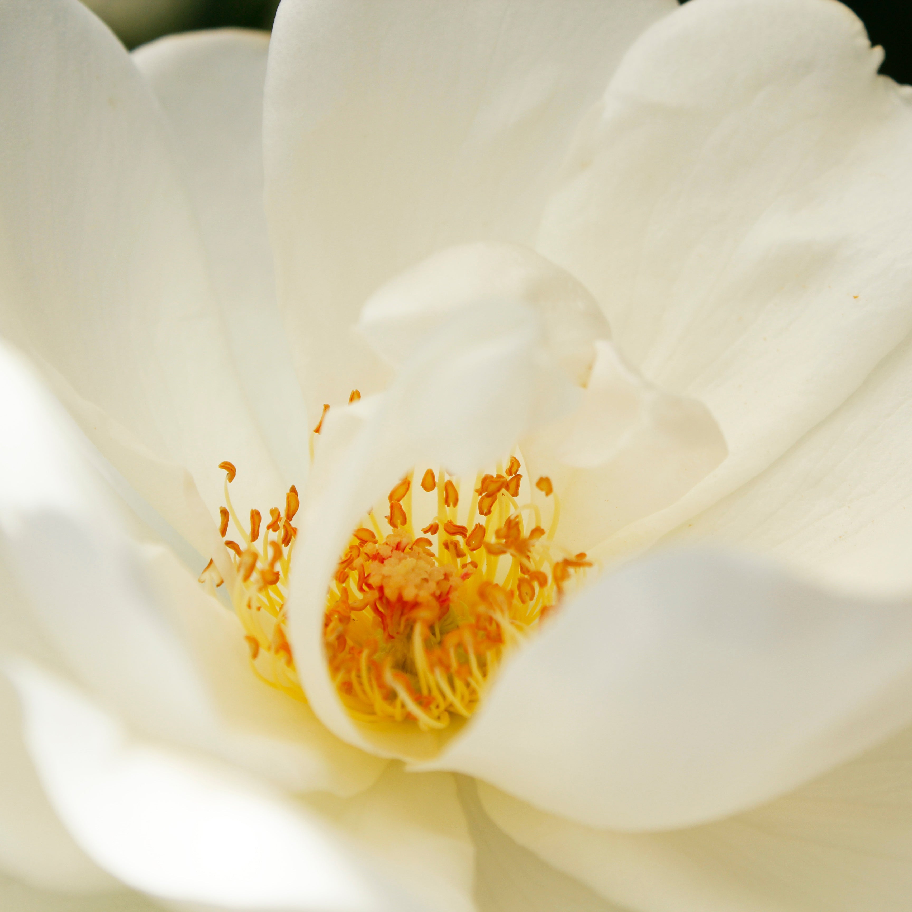 TSUKICO｜月子 美容液満月マスク